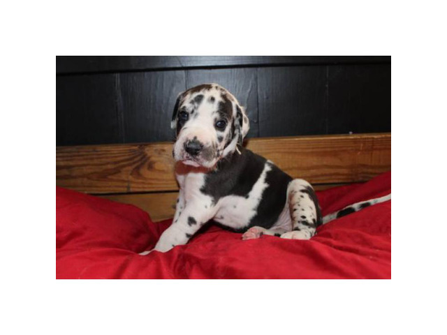 2 Great Dane puppies available Phoenix - Puppies for Sale Near Me