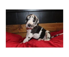 2 Great Dane puppies available