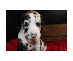 2 Great Dane puppies available - 2