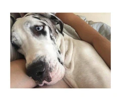 2 Great Dane puppies available - 5