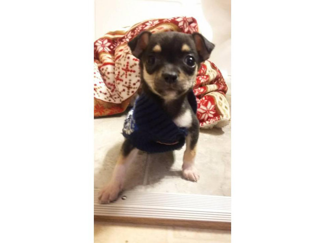 Teacup Chihuahua Male Puppy for sale in Harvey, Illinois