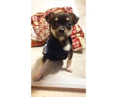 Teacup Chihuahua Male Puppy for sale