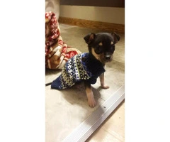 Teacup Chihuahua Male Puppy for sale - 2