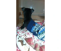 Teacup Chihuahua Male Puppy for sale - 4