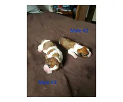 3 puppies left Purebred basset hound - 2