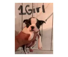 7 week old puppies Boston Terrier available