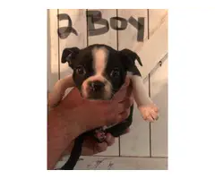 7 week old puppies Boston Terrier available - 2