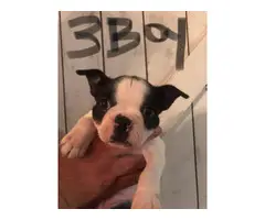7 week old puppies Boston Terrier available - 3