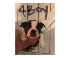 7 week old puppies Boston Terrier available - 4