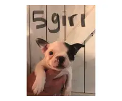 7 week old puppies Boston Terrier available - 5