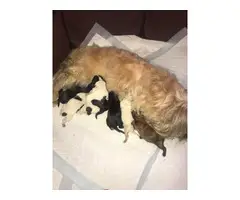 3 Shiranian puppies for sale - 4