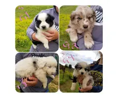 Full-blooded Aussie puppies  waiting for a great family - 2