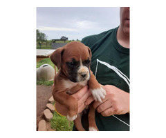Three Girls Three Boys Boxer Puppies Up For Adoption In Bardstown Kentucky Puppies For Sale Near Me
