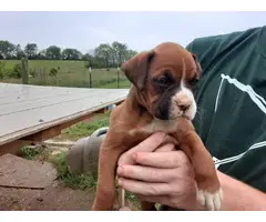 Three girls, three boys boxer puppies up for adoption - 2