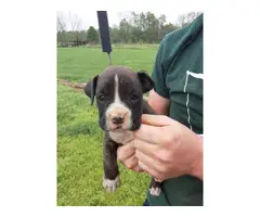 Three girls, three boys boxer puppies up for adoption - 3
