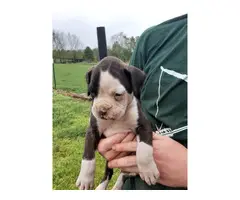 Three girls, three boys boxer puppies up for adoption - 4
