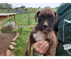 Three girls, three boys boxer puppies up for adoption - 5