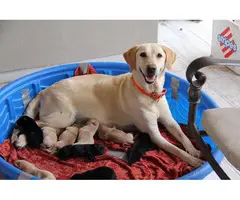 Six yellows and four black Pure breed Labrador puppies - 1