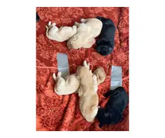 Six yellows and four black Pure breed Labrador puppies - 5