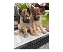 German Shepard puppies Three boys, and one girl