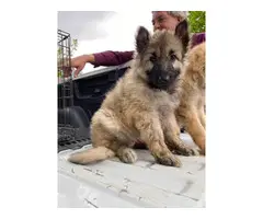 German Shepard puppies Three boys, and one girl - 2
