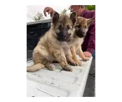 German Shepard puppies Three boys, and one girl - 3