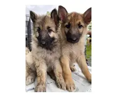 German Shepard puppies Three boys, and one girl - 4