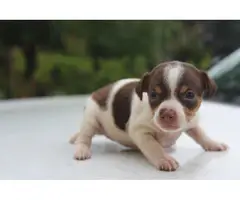 Rehoming 4 Chiweenie puppies - 1