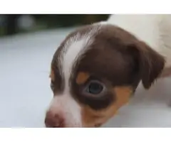 Rehoming 4 Chiweenie puppies - 2