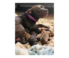 8 German Pit puppies available - 2