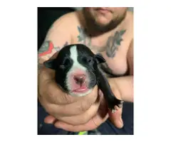 8 German Pit puppies available - 3