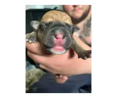 8 German Pit puppies available - 4