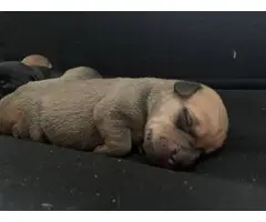 8 German Pit puppies available - 5