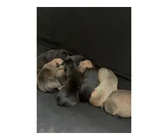 8 German Pit puppies available - 6
