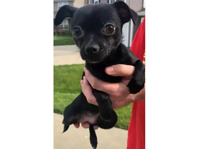Looking for a new home for our Chi Poo puppy - 1/5