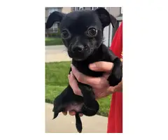 Looking for a new home for our Chi Poo puppy