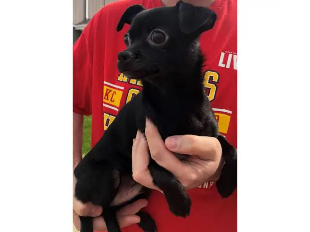 Looking for a new home for our Chi Poo puppy - 2/5