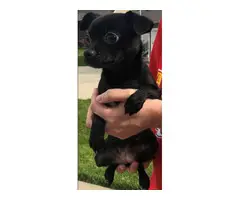 Looking for a new home for our Chi Poo puppy - 3