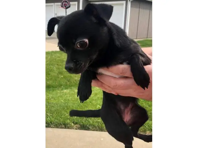 Looking for a new home for our Chi Poo puppy - 4/5