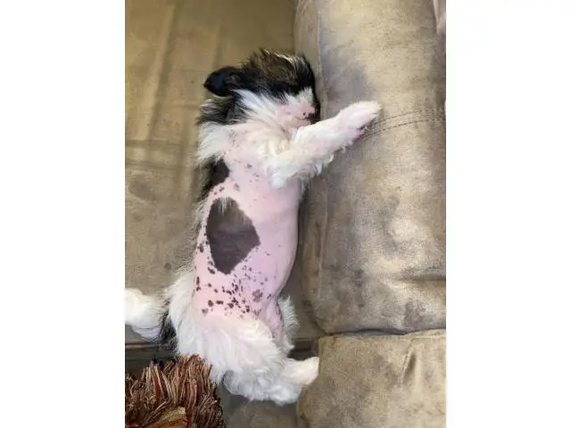 One Chinese crested puppy left - 2/9