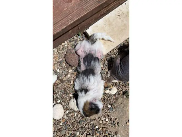 One Chinese crested puppy left - 4/9