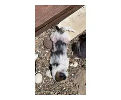 One Chinese crested puppy left - 4