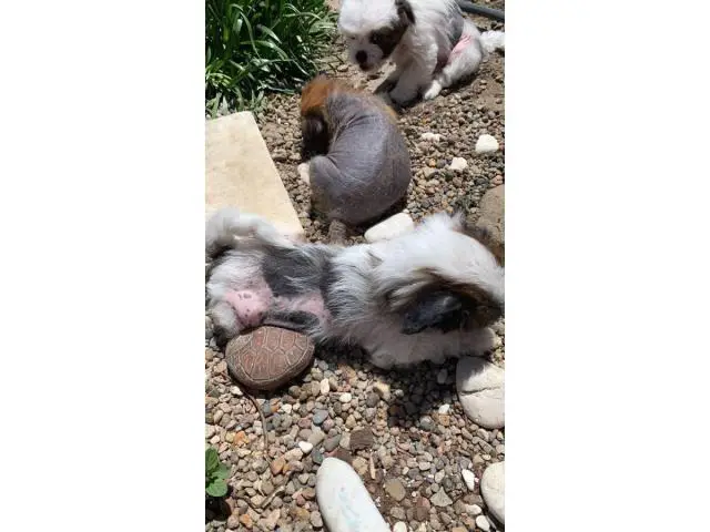 One Chinese crested puppy left - 5/9