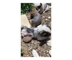 One Chinese crested puppy left - 5