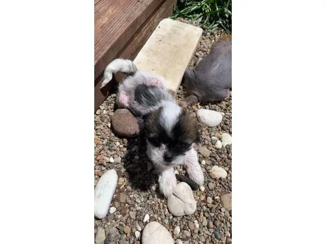 One Chinese crested puppy left - 6/9