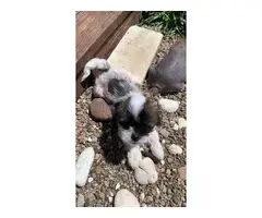 One Chinese crested puppy left - 6