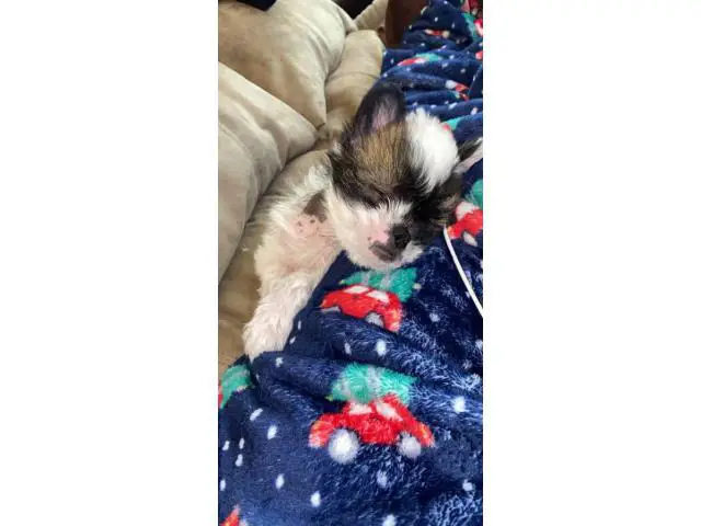 One Chinese crested puppy left - 8/9