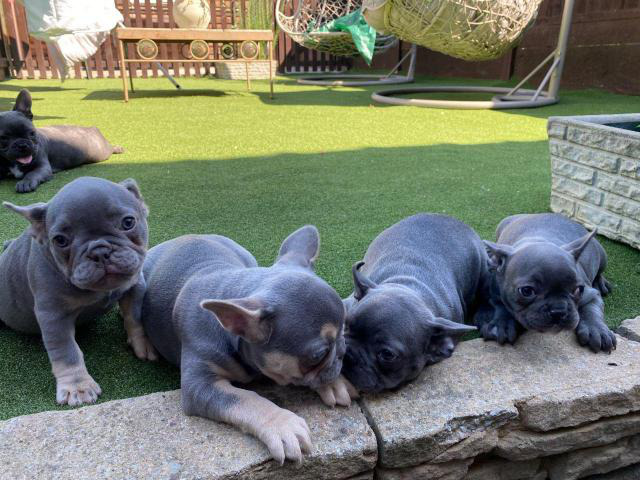 AKC Lilac And Blue French Bulldogs For Sale Brooksville - Puppies for ...