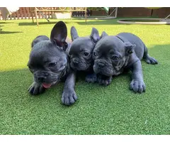 AKC Lilac And Blue French Bulldogs For Sale - 2