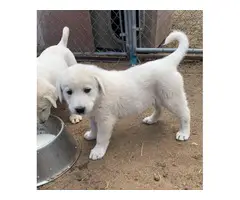 1 female & 2 males Akbash puppies for sale